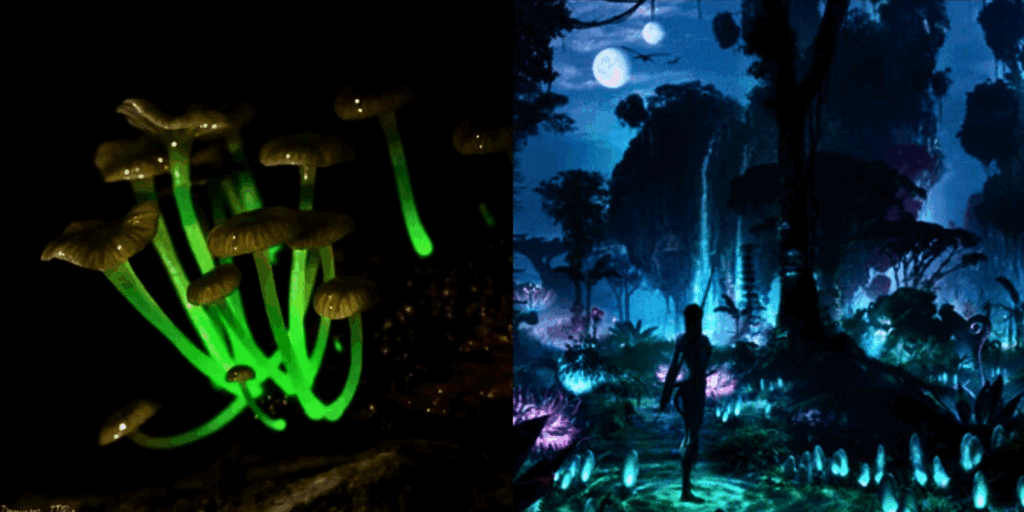 seres-bioluminescentes-petar