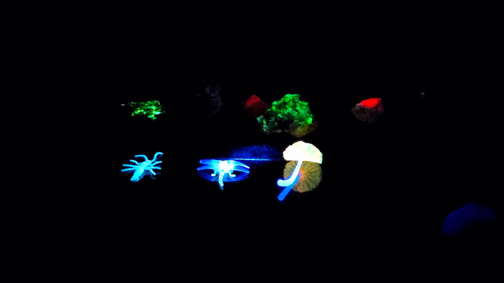 cogumelos--bioluminescentes-no-petar-ipbio